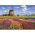 PUZZLE Champs de tulipes - Hollande