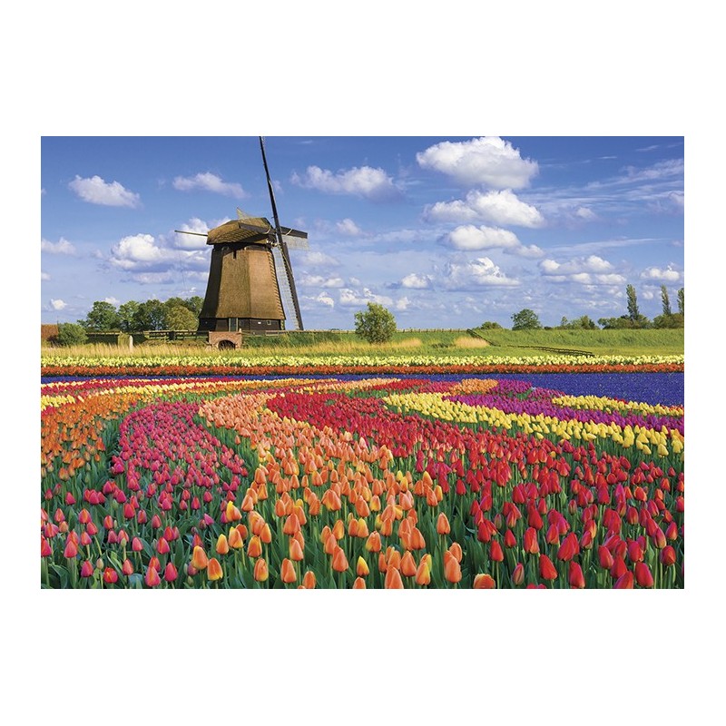 PUZZLE Champs de tulipes - Hollande