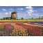 PUZZLE Champs de tulipes - Hollande