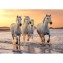 PUZZLE 500 Pièces XL - Chevaux en Camargue